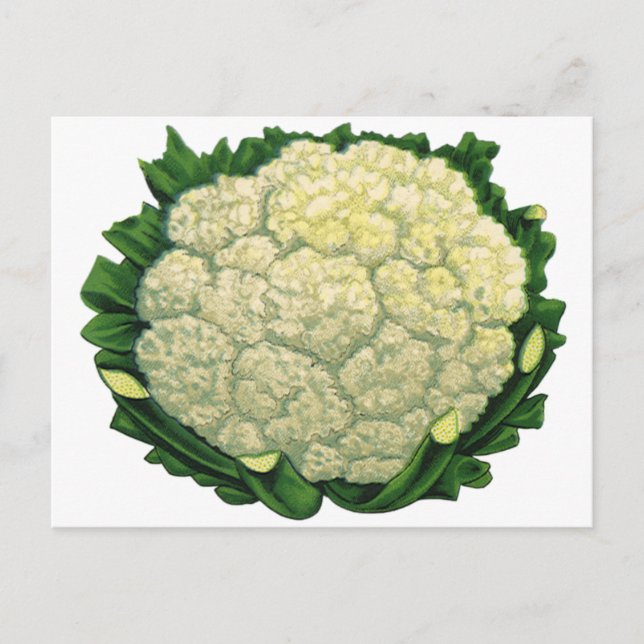 Vintage Food Vegetables Veggies Cauliflower Postcard (Front)