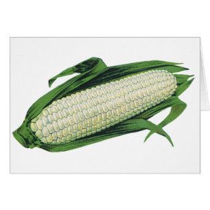 Vintage Food Vegetables White Corn on the Cob Cards