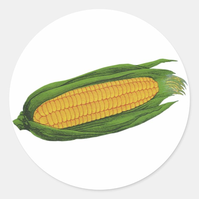 Vintage Food Vegetables; Yellow Corn on the Cob Classic Round Sticker (Front)