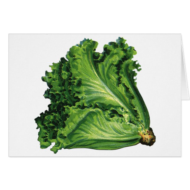 Vintage Foods, Green Leaf Lettuce Vegetables (Front Horizontal)