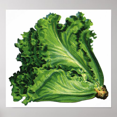 Vintage Foods Green Leaf Lettuce Vegetables Poster
