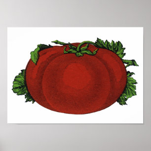 Vintage Foods, Ripe Tomato, Vegetables and Fruits Poster