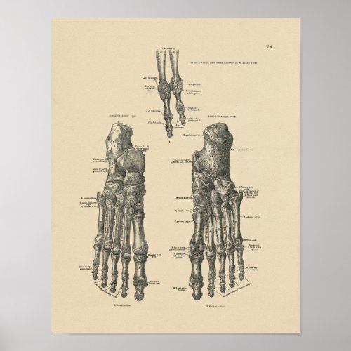 Vintage Foot Bones Anatomy 1880 Print