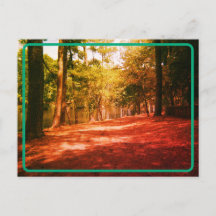 Vintage Forest Postcard