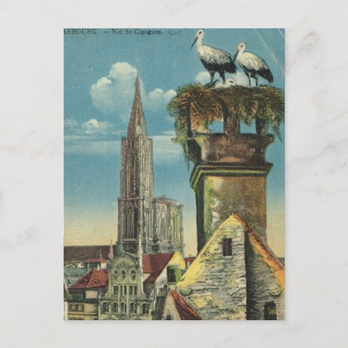 Vintage France Strassbourg Stork nests 1930 Postcard