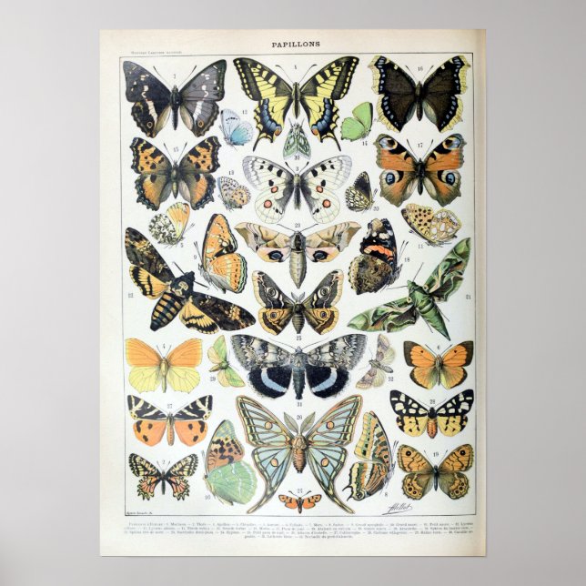 Vintage French Adolphe Millot Butterflies and Moth Poster (Front)