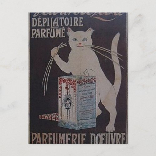 Vintage French Advertisement _ cats Postcard