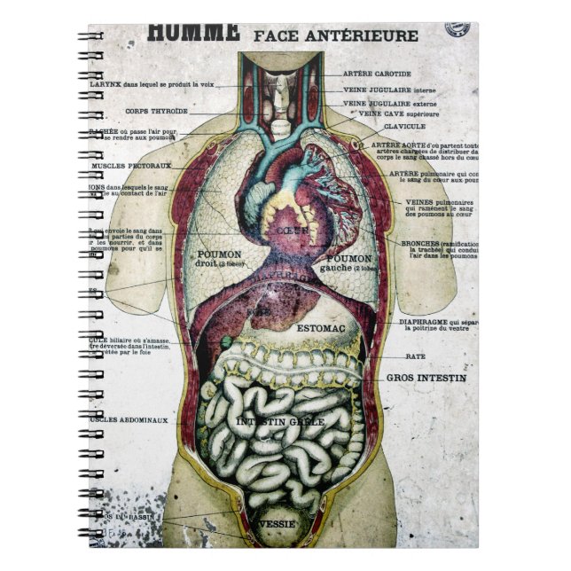 Vintage French Anatomy Notebook (Front)