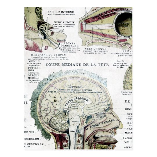 Vintage French Anatomy Postcard | Zazzle.com