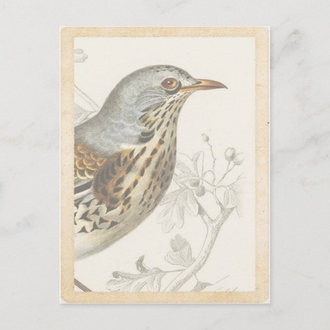 Vintage French Bird on Branch Journal Card (Front)