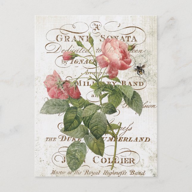 Vintage French Botanical rose postcard (Front)