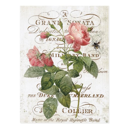 Vintage French Botanical rose postcard | Zazzle