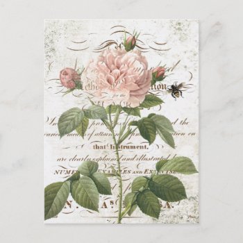 Vintage French Botanical Rose Postcard by GIFTSBYHEATHERMYERS at Zazzle