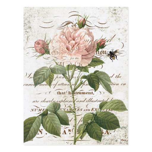 Vintage French Botanical rose postcard | Zazzle