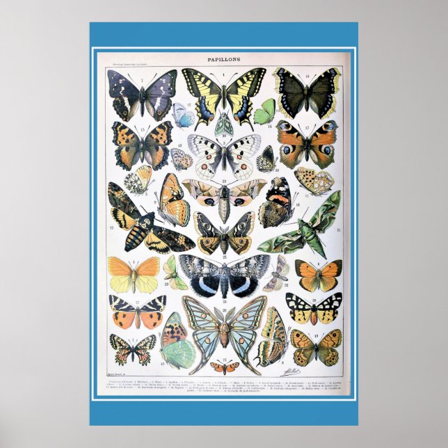 Vintage French Butterflies Cottagecore Poster (Front)