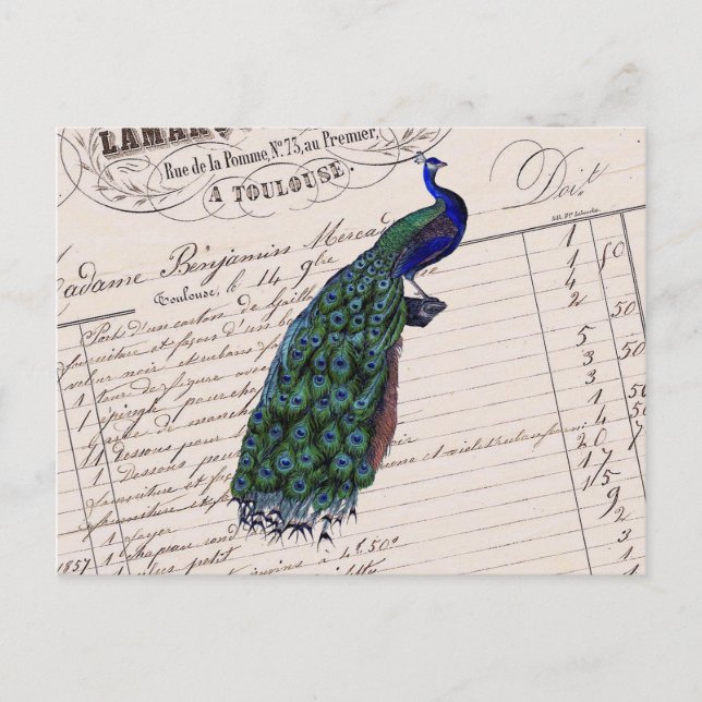Vintage French Chic Blue Peacock Postcard (Front)