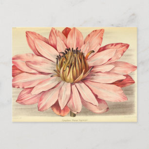 Vintage French Floral Art Pink Postcard