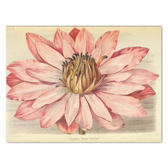 Vintage French Floral Ephemera Decoupage Pink Tissue Paper