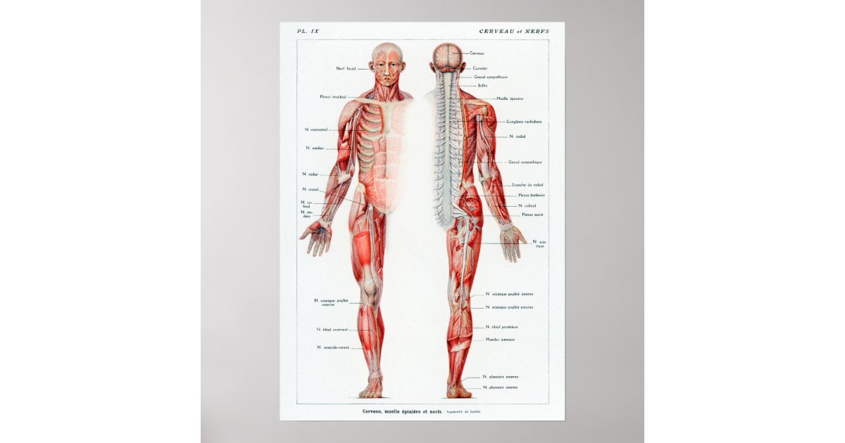 Vintage French Human Anatomy Chart | Zazzle