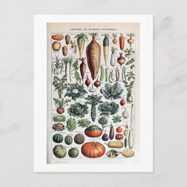 Vintage French Legumes et Plantes Potageres Postcard (Front)