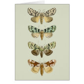Vintage French Moths (Front)