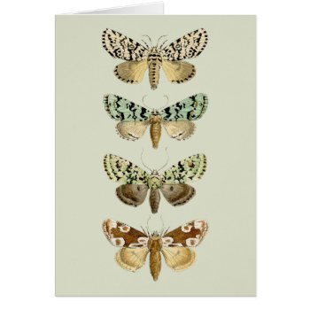 Vintage French Moths by ThinxShop at Zazzle