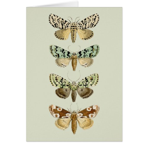 Vintage French Moths