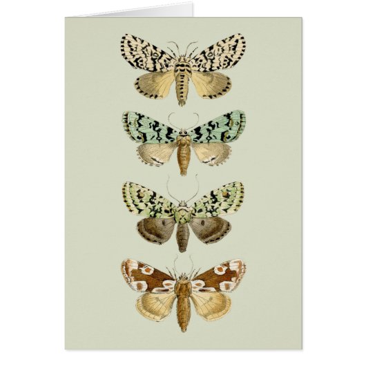 Vintage French Moths Cards (Front)