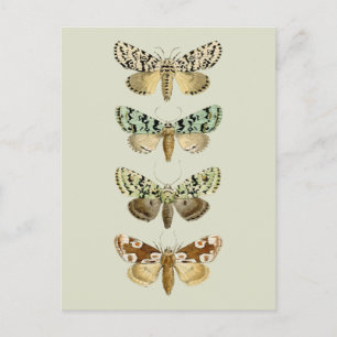 Vintage French Moths Postcard
