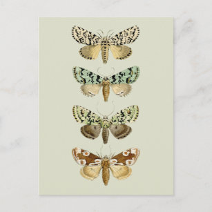 Vintage French Moths Postcard