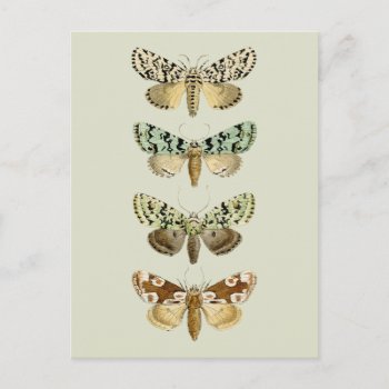 Vintage French Moths Postcard by ThinxShop at Zazzle