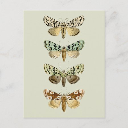 Vintage French Moths Postcard