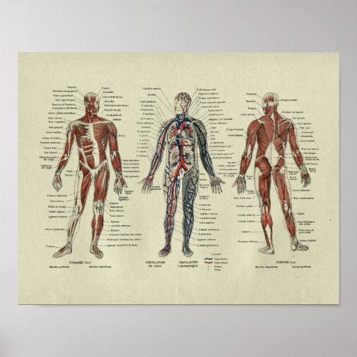Vintage French Muscle Anatomy Print