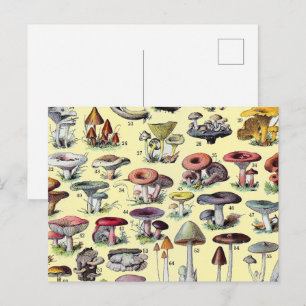 Vintage French Mushroom Cottagecore Botanical Art Postcard