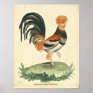 Vintage French Rooster Print
