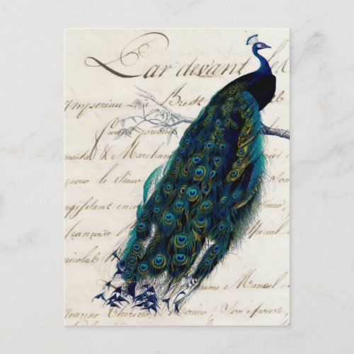 Vintage French Script Peacock Postcard