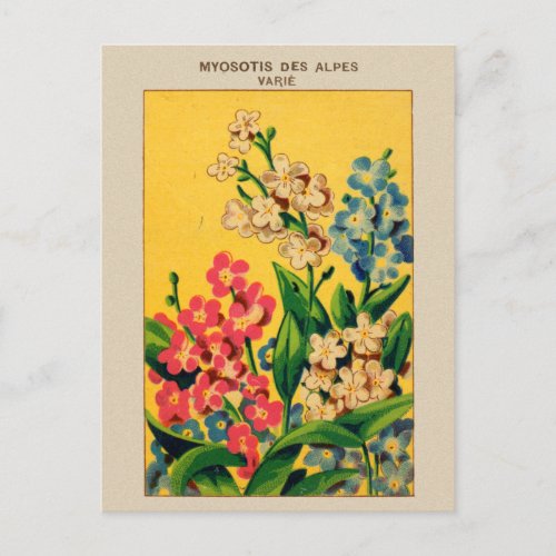 Vintage French Seed Art Forget Me Nots  myosotis Postcard