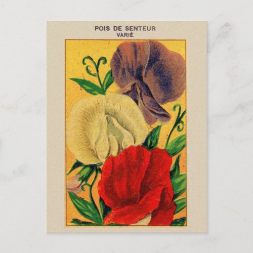 Vintage French Sweet Pea Flower Seed Package Postcard