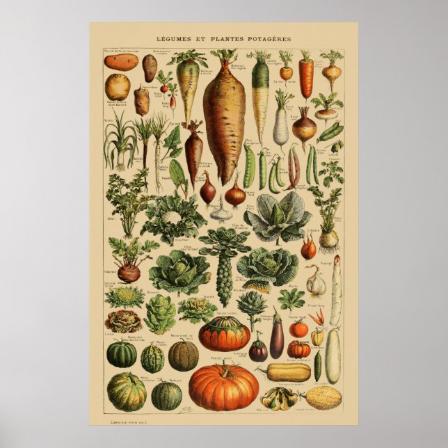 Vintage French Vegetable Poster Botanical Print (Front)