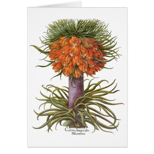 Vintage Fritillaria Flowers by Basilius Besler