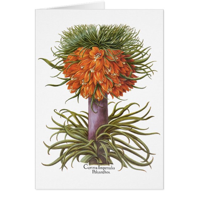 Vintage Fritillaria Flowers by Basilius Besler (Front)