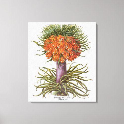 Vintage Fritillaria Flowers by Basilius Besler Canvas Print