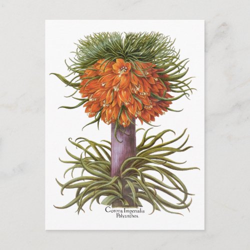 Vintage Fritillaria Flowers by Basilius Besler Postcard