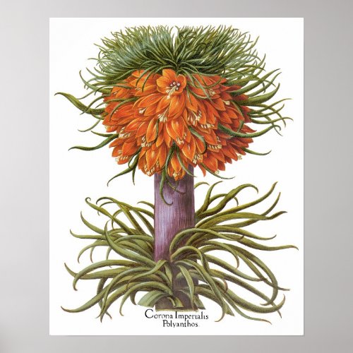 Vintage Fritillaria Flowers by Basilius Besler Poster