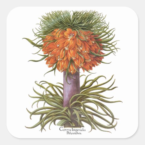 Vintage Fritillaria Flowers by Basilius Besler Square Sticker