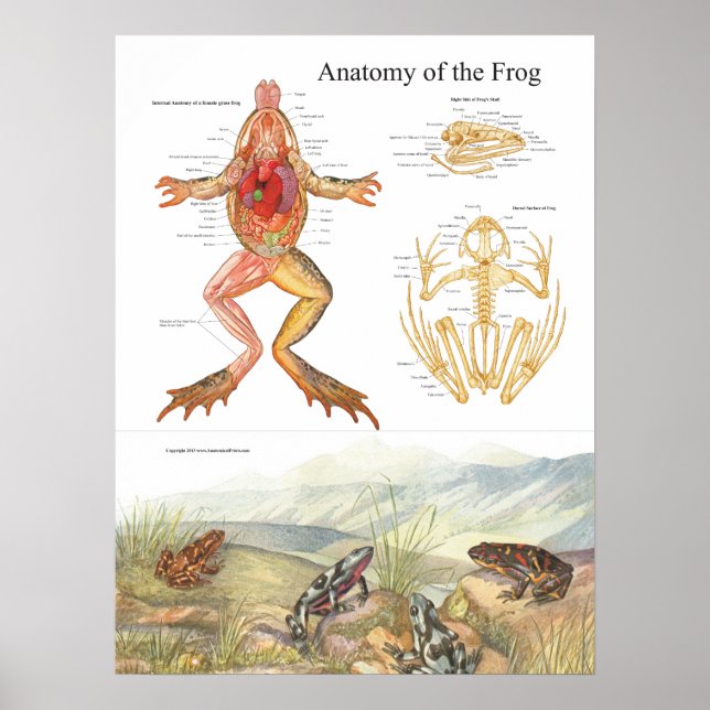 Vintage Frog Anatomy Poster (Front)