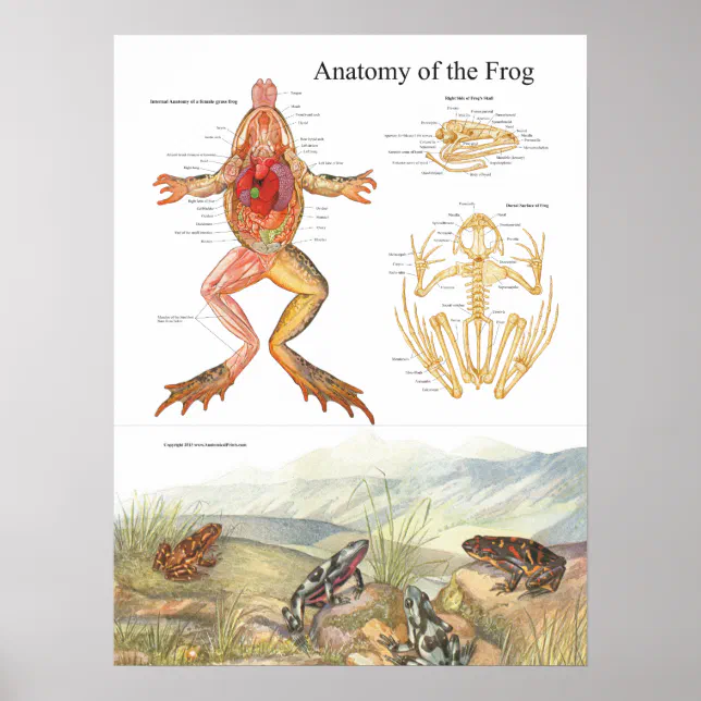 Vintage Frog Anatomy Poster | Zazzle