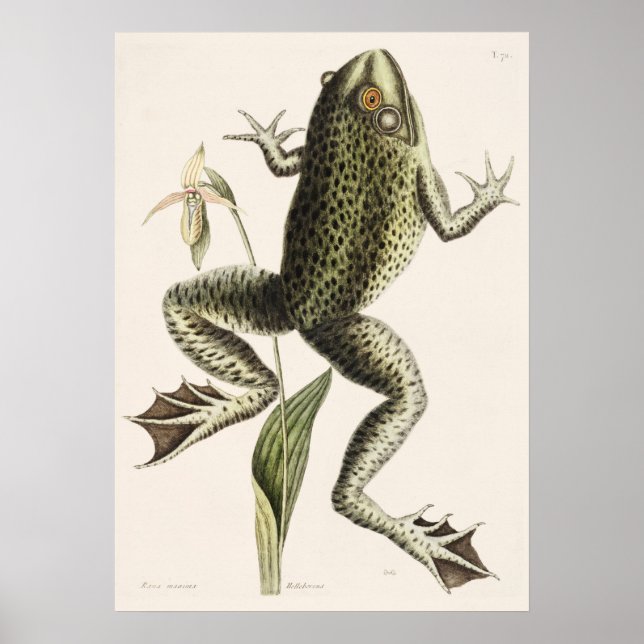 Vintage Frog Illustration Poster (Front)
