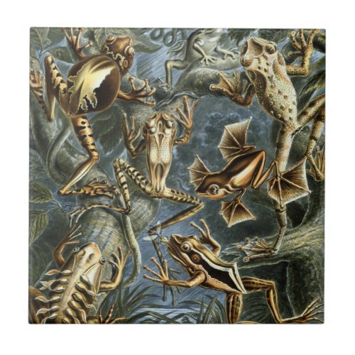 Vintage Frogs and Toads Batrachia by Ernst Haeckel Ceramic Tile