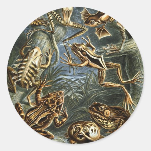 Vintage Frogs and Toads Batrachia by Ernst Haeckel Classic Round Sticker